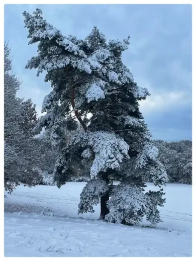 Snow Laden Tree